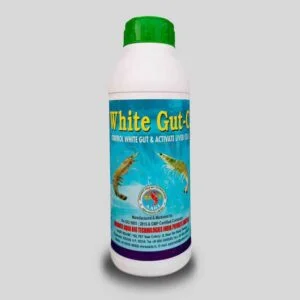 WHITE GUT- C