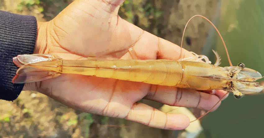 Home 4 Prawn culture